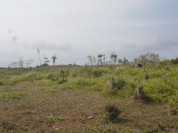 PANAMA, MOUNTAIN FARM IN CANITAS DE CHEPO