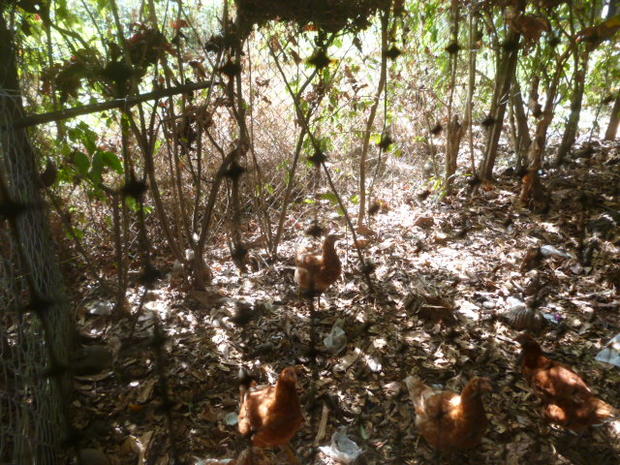 CHIRIQUI, LAS LAJAS, ECOLOGICAL HOSTEL ON THE BEACH.