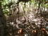 CHIRIQUI, LAS LAJAS, ECOLOGICAL HOSTEL ON THE BEACH.