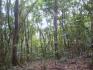 CHIRIQUI, BOQUETE, JARAMILLO ABAJO, FARM.