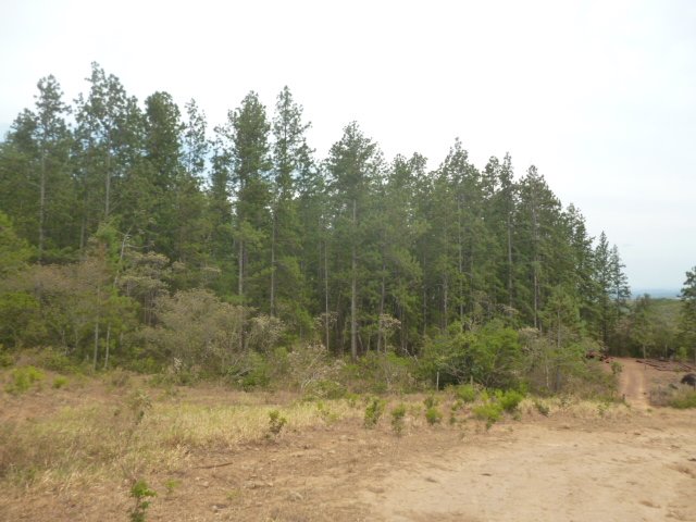 CHIRIQUI, BOQUETE, JARAMILLO ABAJO, FARM.