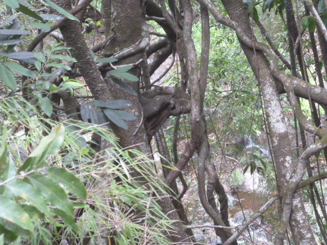 CHIRIQUI, BOQUETE, JARAMILLO ABAJO, FARM.