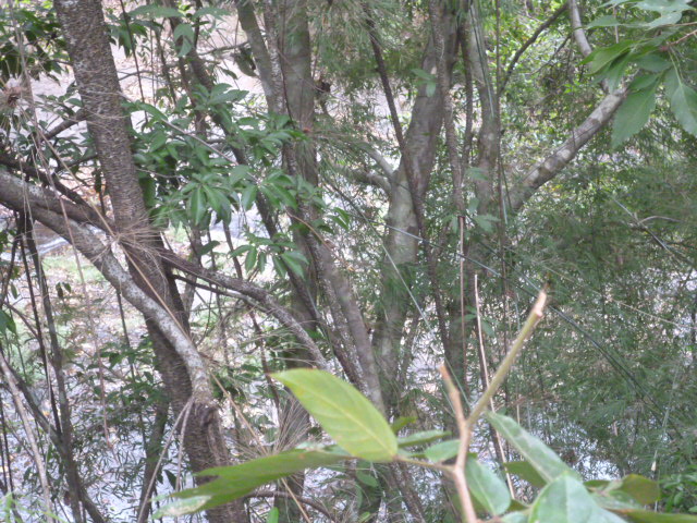 CHIRIQUI, BOQUETE, JARAMILLO ABAJO, FARM.