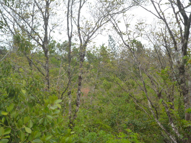 CHIRIQUI, BOQUETE, JARAMILLO ABAJO, FARM.