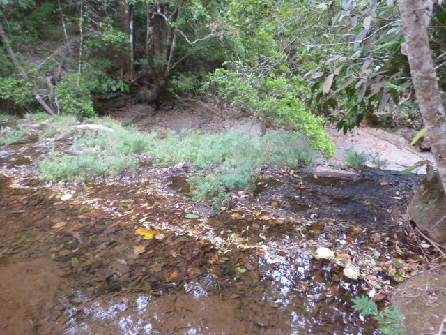 CHIRIQUI, BOQUETE, JARAMILLO ABAJO, FARM.