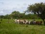 CHIRIQUI, BIJAGUAL, MOUNTAIN VIEW FARM.