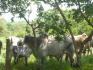 CHIRIQUI, BIJAGUAL, MOUNTAIN VIEW FARM.