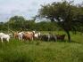 CHIRIQUI, BIJAGUAL, MOUNTAIN VIEW FARM.