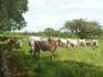 CHIRIQUI, BIJAGUAL, MOUNTAIN VIEW FARM.