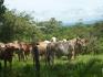 CHIRIQUI, BIJAGUAL, MOUNTAIN VIEW FARM.