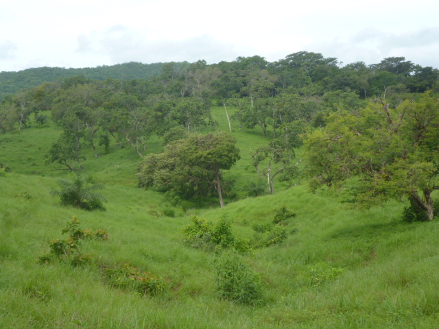 CHIRIQUI, BIJAGUAL, MOUNTAIN VIEW FARM.