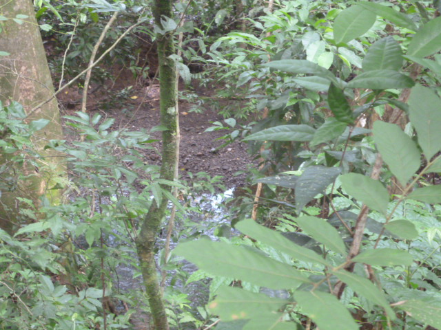 CHIRIQUI, BIJAGUAL, MOUNTAIN VIEW FARM.