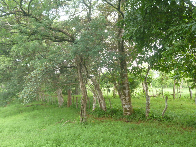 CHIRIQUI, BIJAGUAL, MOUNTAIN VIEW FARM.