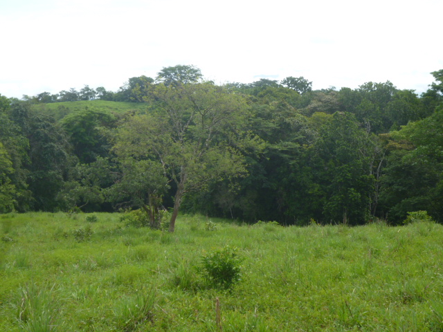 CHIRIQUI, BIJAGUAL, MOUNTAIN VIEW FARM.