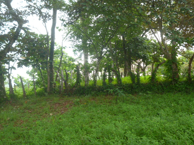 CHIRIQUI, BIJAGUAL, MOUNTAIN VIEW FARM.