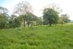 CHIRIQUI, RIVERFRONT FARM IN SAN FELIX.