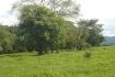 CHIRIQUI, RIVERFRONT FARM IN SAN FELIX.