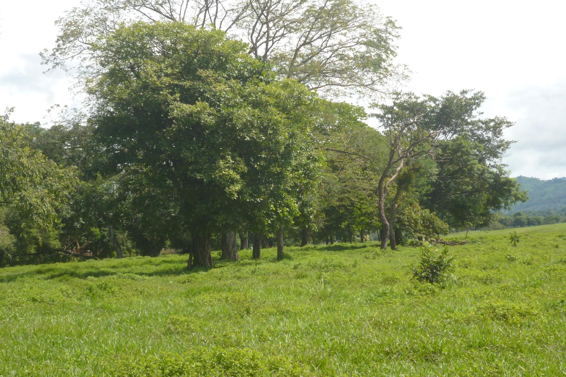 CHIRIQUI, RIVERFRONT FARM IN SAN FELIX.