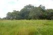 CHIRIQUI, BOQUERON, FARM IN MACANO.