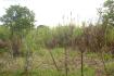 CHIRIQUI, BOQUERON, FARM IN MACANO.