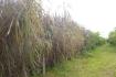 CHIRIQUI, BOQUERON, FARM IN MACANO.