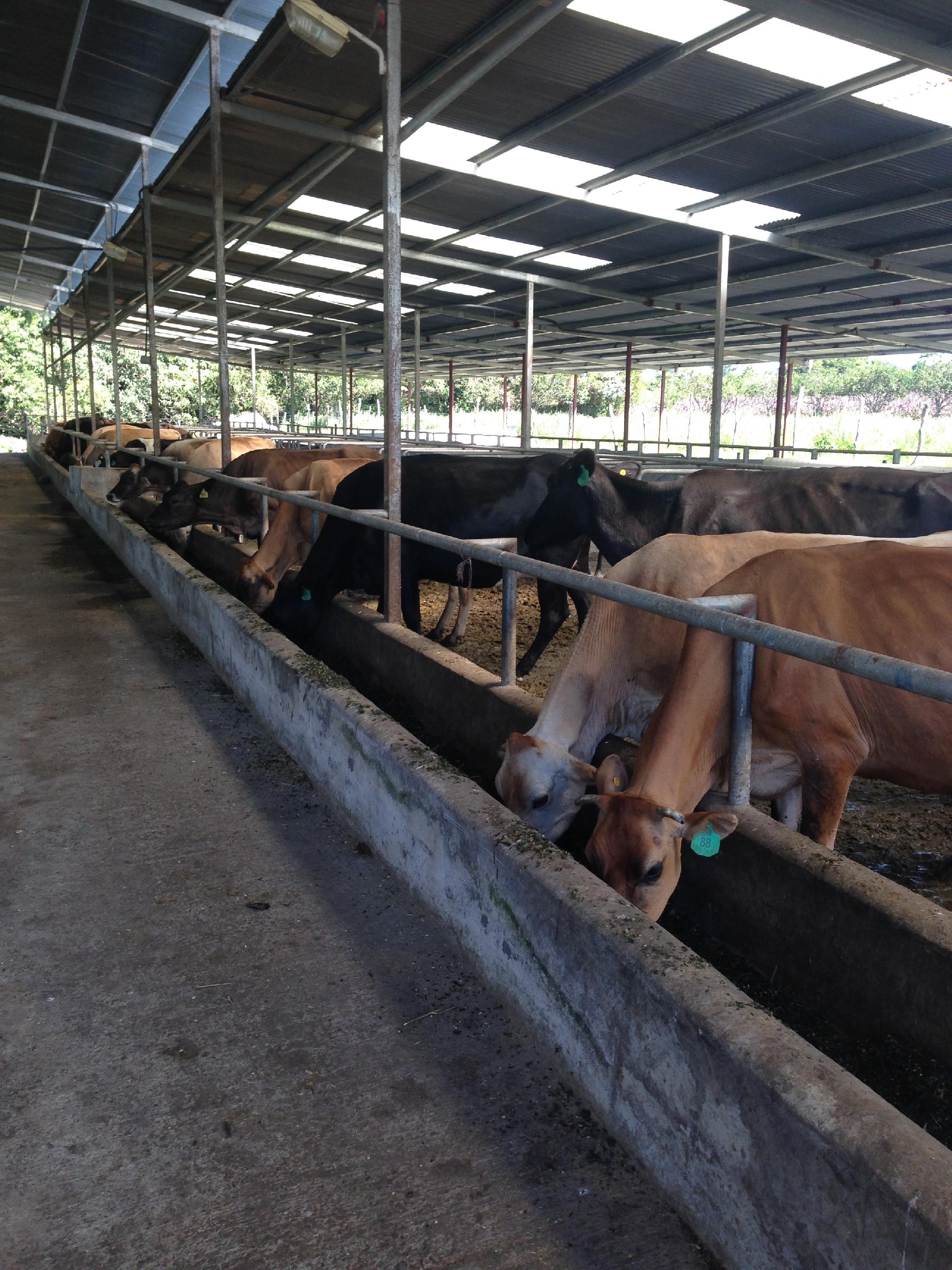 CHIRIQUI, BOQUERON, FARM IN MACANO.