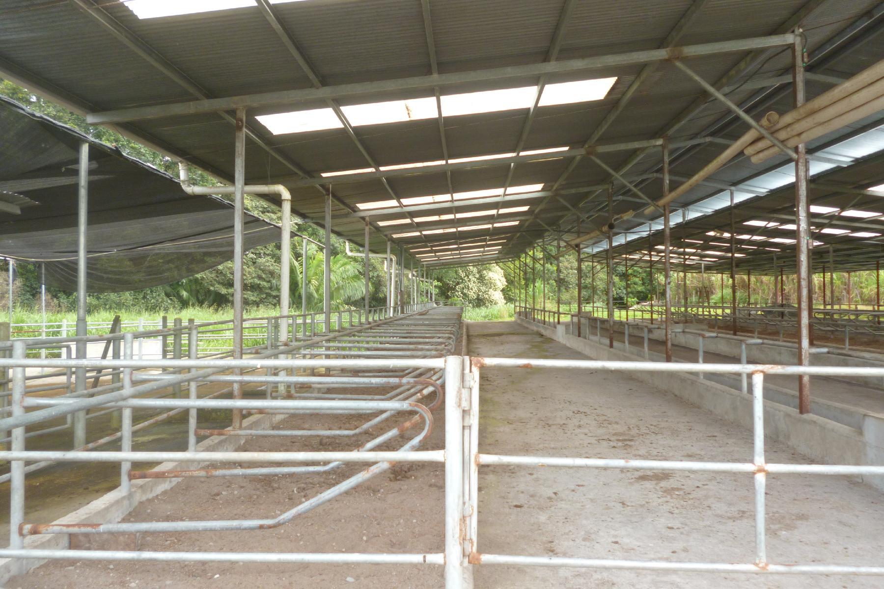 CHIRIQUI, BOQUERON, FARM IN MACANO.