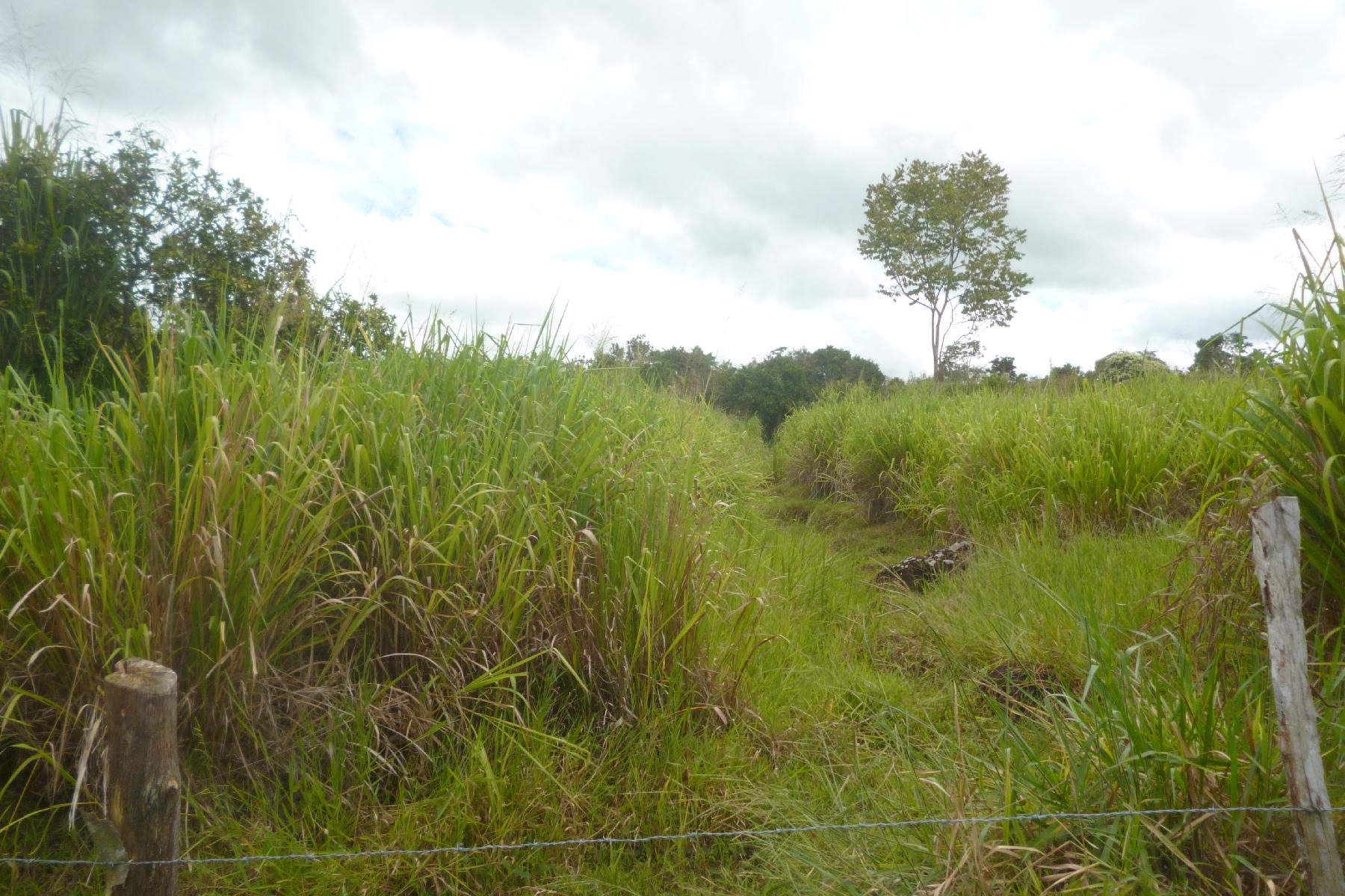 CHIRIQUI, BOQUERON, FARM IN MACANO.