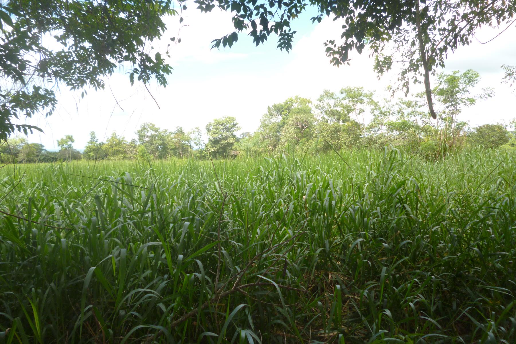 CHIRIQUI, BOQUERON, FARM IN MACANO.