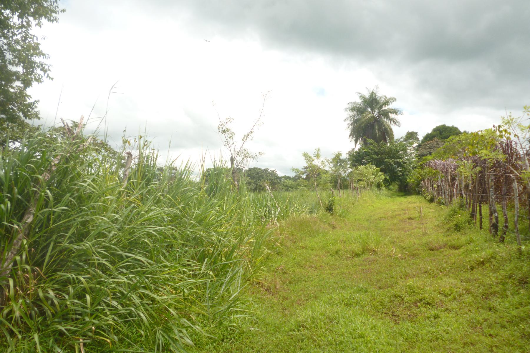 CHIRIQUI, BOQUERON, FARM IN MACANO.