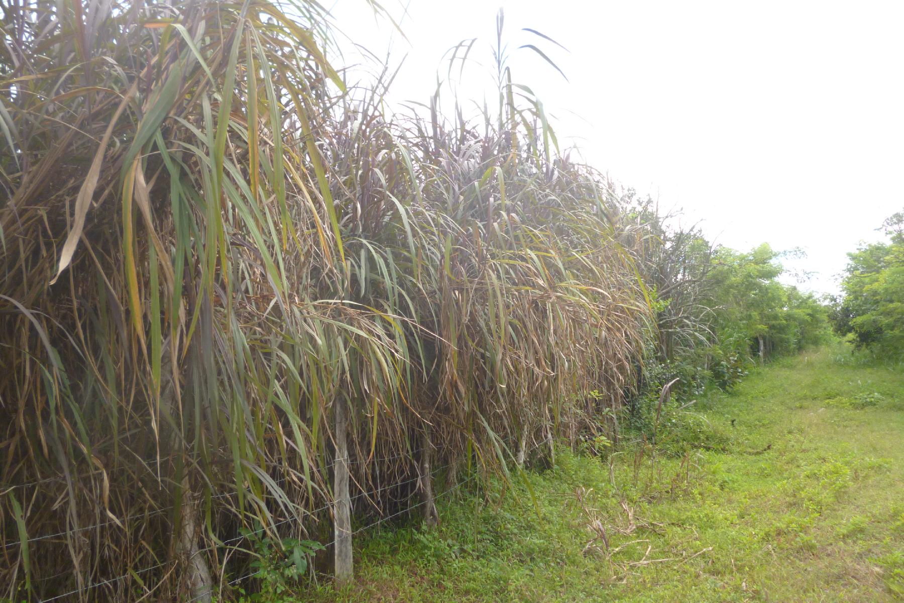 CHIRIQUI, BOQUERON, FARM IN MACANO.