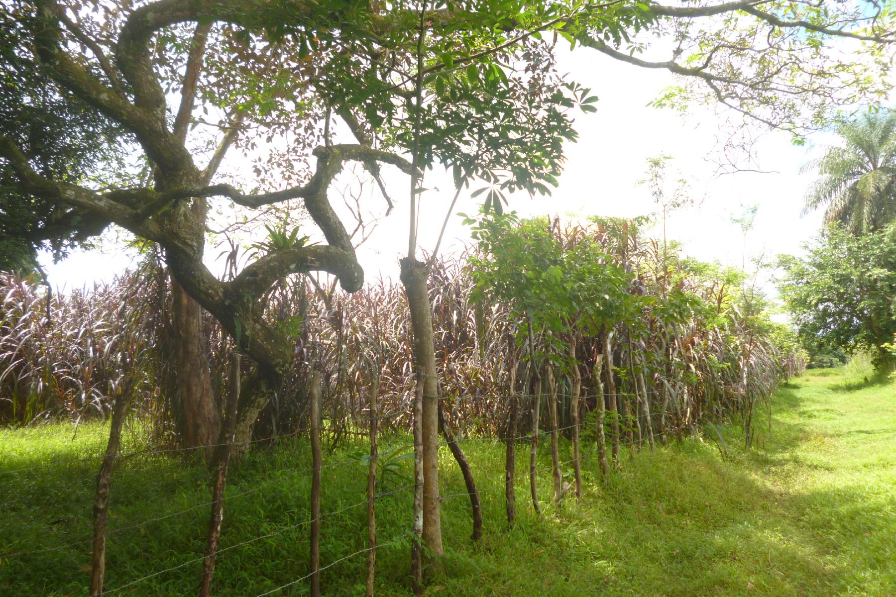 CHIRIQUI, BOQUERON, FARM IN MACANO.