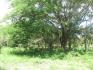 85.5 Hectares (212 Acres). Close to Tamarindo area.