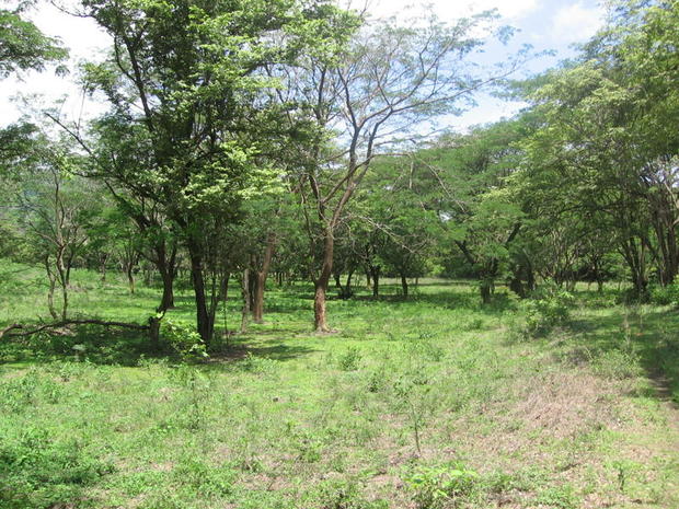 Farm 137 Hects Tamarindo area