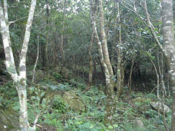 COUNTRYSIDE, PROPERTY, FOR SALE, 353 ACRES, FARM, WATERFRONT, CALDERA, BOQUETE, DAVID, CHIRIQUI, PANAMA