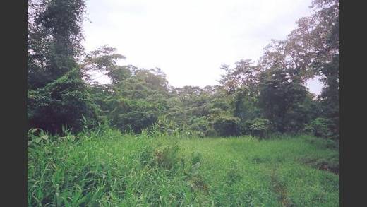 BOCAS DEL TORO, ALMIRANTE, FARM.