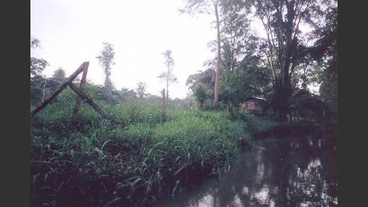 BOCAS DEL TORO, ALMIRANTE, FARM.