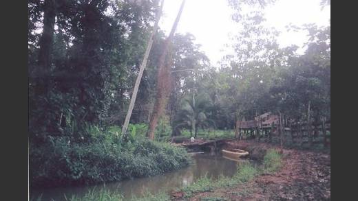 BOCAS DEL TORO, ALMIRANTE, FARM.