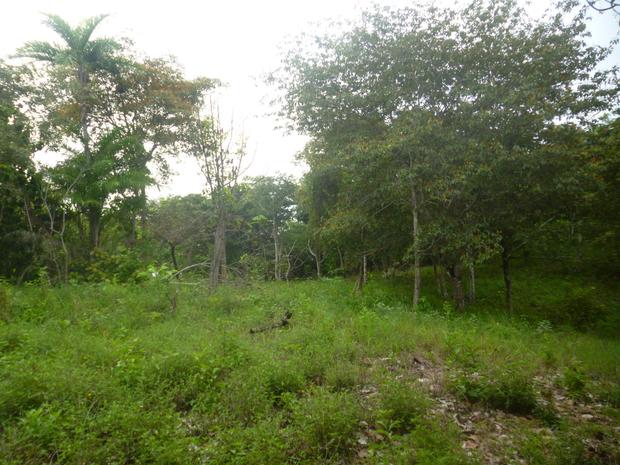 PANAMA OESTE, SAN CARLOS, SMALL FARM WITH A HOUSE IN LA ERMITA.