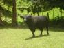 CHIRIQUI, DISTRITO DE TIERRAS ALTAS (HIGHLANDS DISTRICT), FARM LOCATED IN VOLCAN.