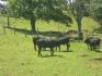 CHIRIQUI, DISTRITO DE TIERRAS ALTAS (HIGHLANDS DISTRICT), FARM LOCATED IN VOLCAN.