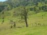 CHIRIQUI, DISTRITO DE TIERRAS ALTAS (HIGHLANDS DISTRICT), FARM LOCATED IN VOLCAN.