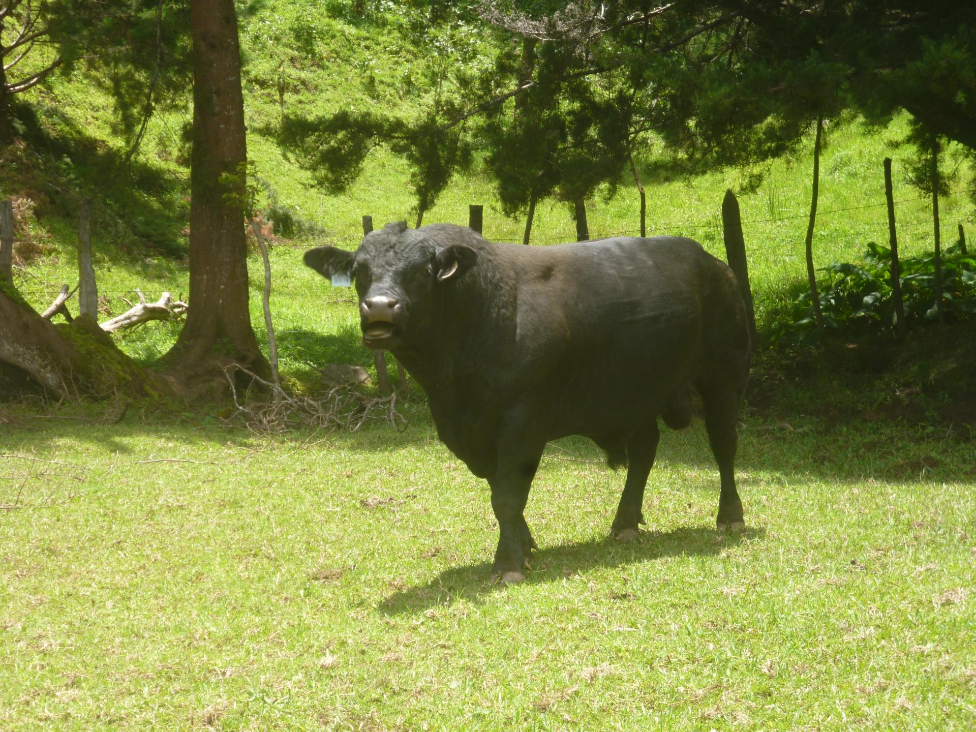 CHIRIQUI, DISTRITO DE TIERRAS ALTAS (HIGHLANDS DISTRICT), FARM LOCATED IN VOLCAN.