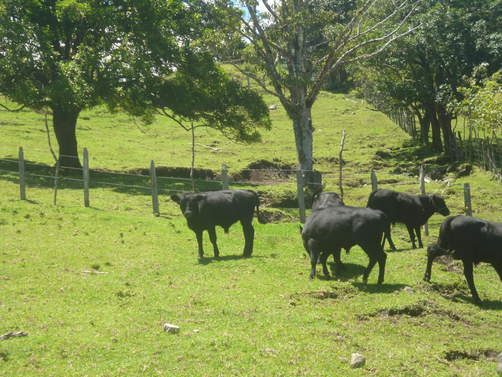 CHIRIQUI, DISTRITO DE TIERRAS ALTAS (HIGHLANDS DISTRICT), FARM LOCATED IN VOLCAN.