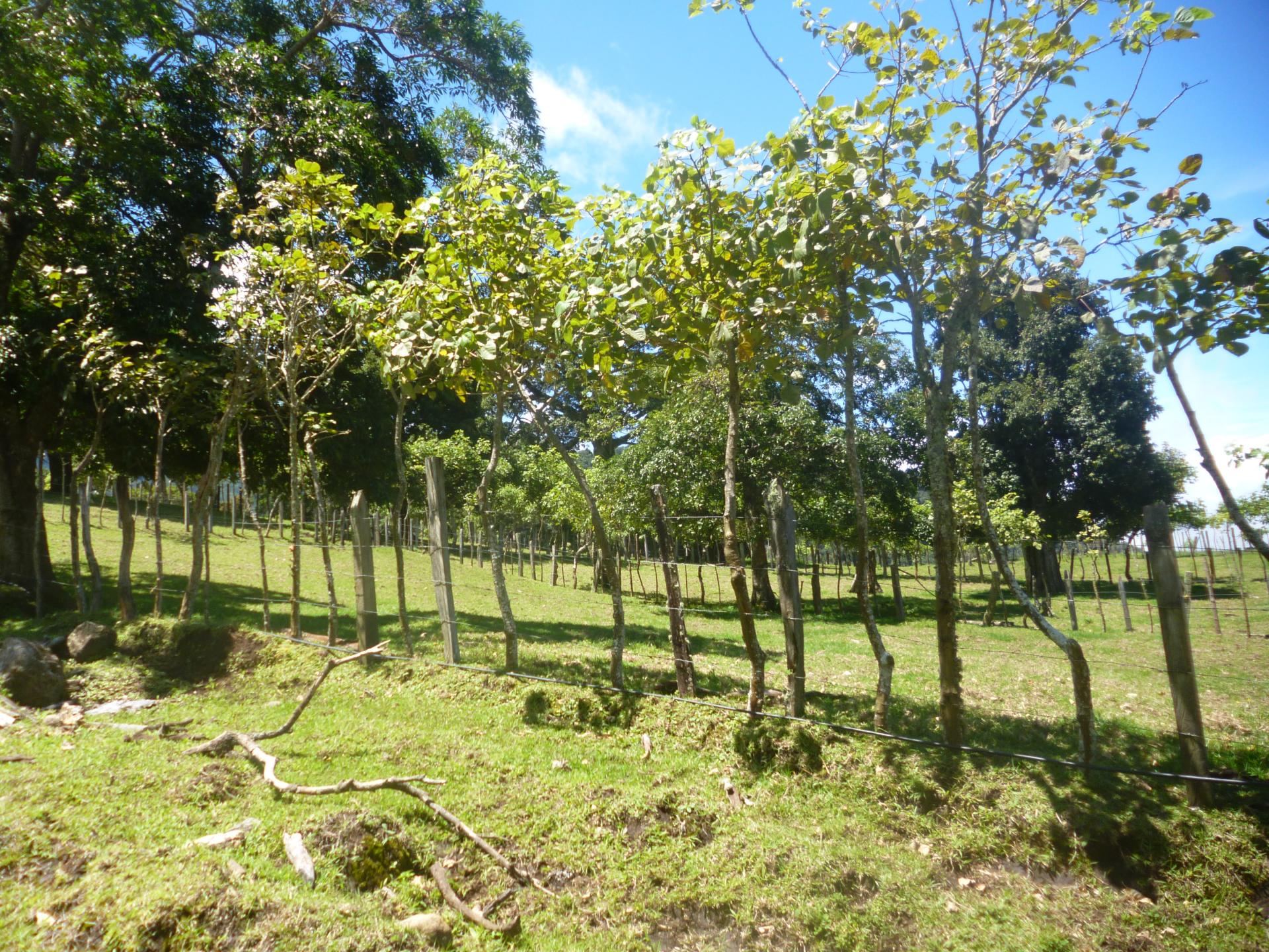 CHIRIQUI, DISTRITO DE TIERRAS ALTAS (HIGHLANDS DISTRICT), FARM LOCATED IN VOLCAN.