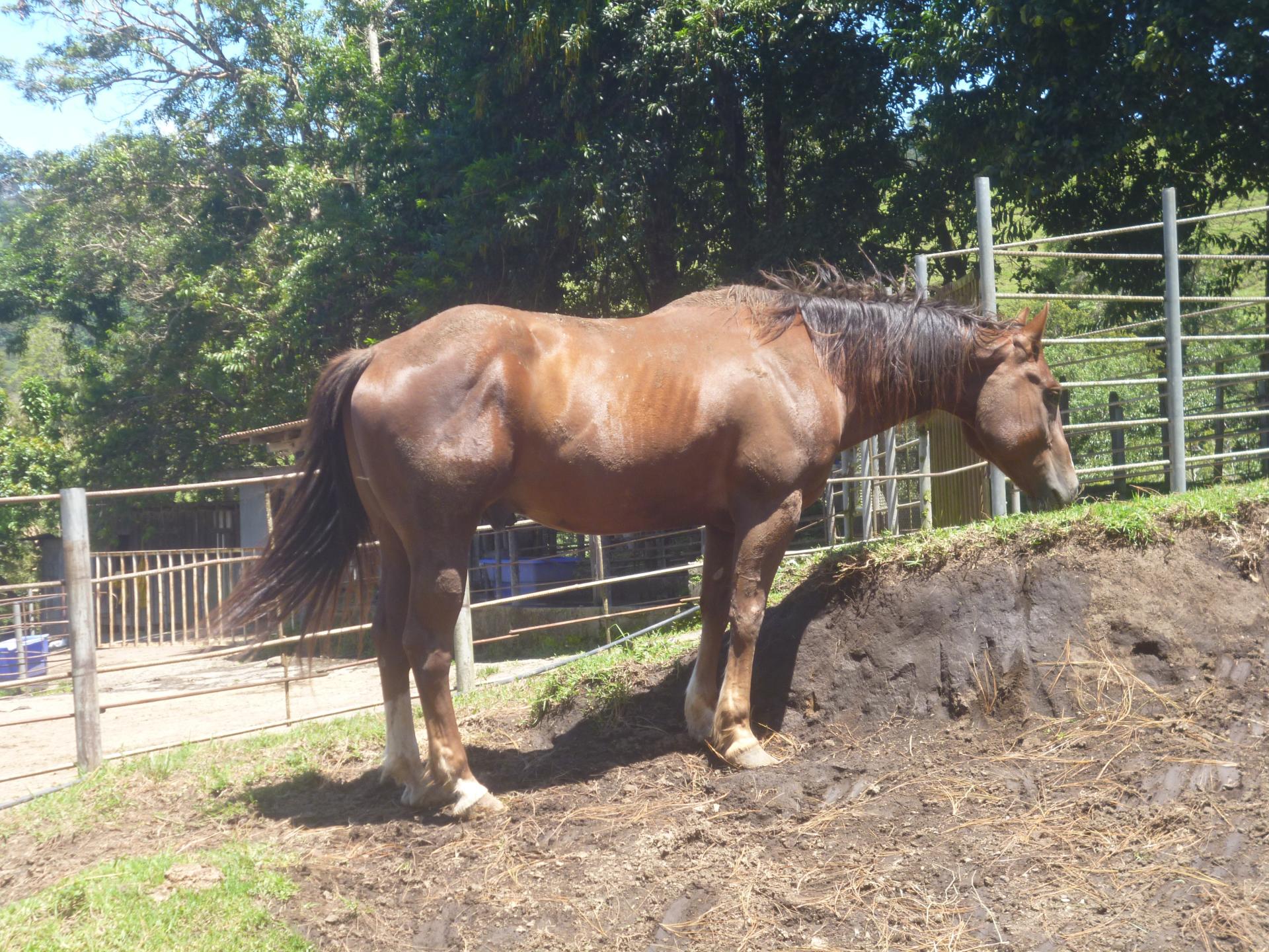 CHIRIQUI, DISTRITO DE TIERRAS ALTAS (HIGHLANDS DISTRICT), FARM LOCATED IN VOLCAN.