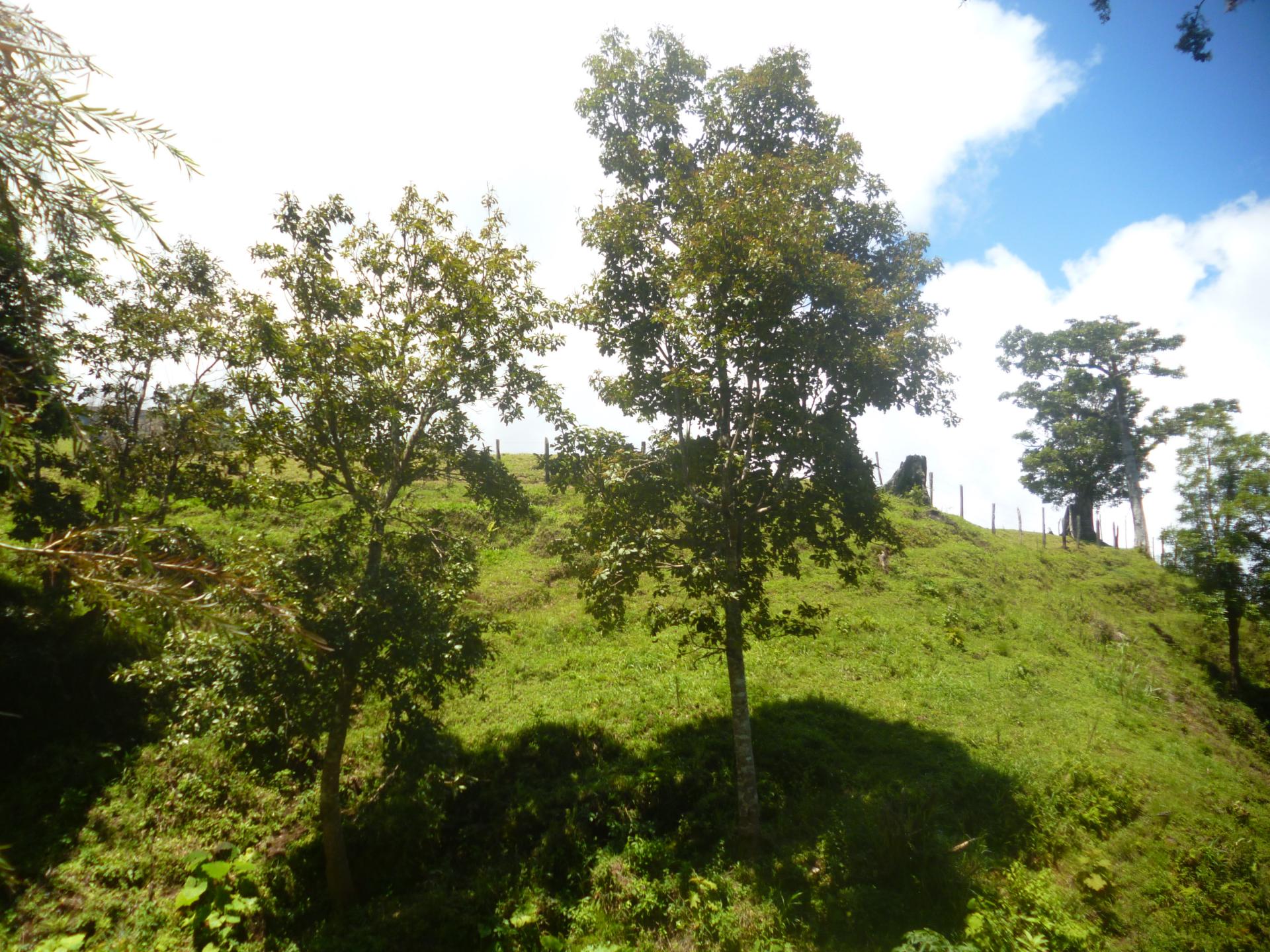 CHIRIQUI, DISTRITO DE TIERRAS ALTAS (HIGHLANDS DISTRICT), FARM LOCATED IN VOLCAN.