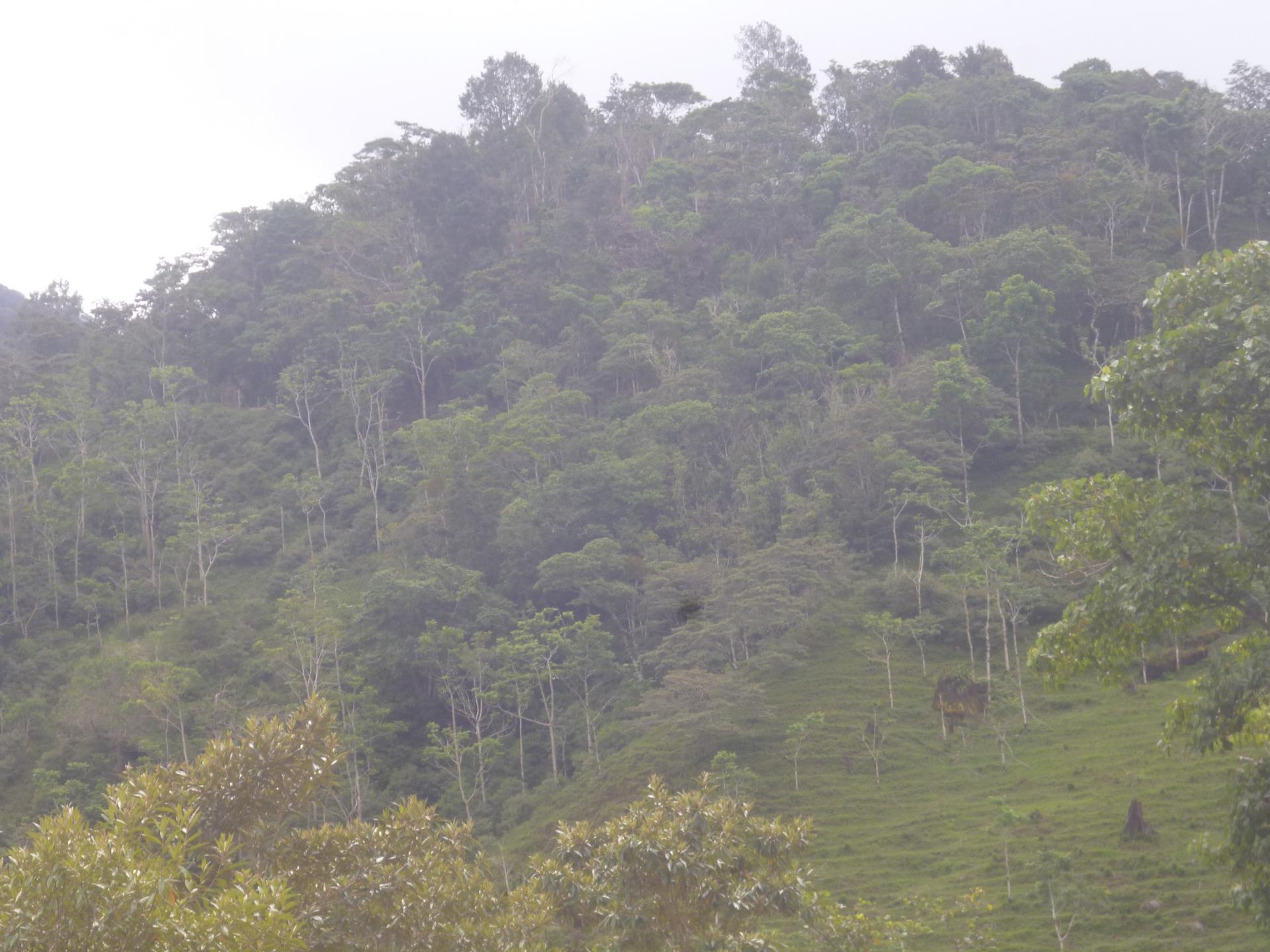 CHIRIQUI, DISTRITO DE TIERRAS ALTAS (HIGHLANDS DISTRICT), FARM LOCATED IN VOLCAN.