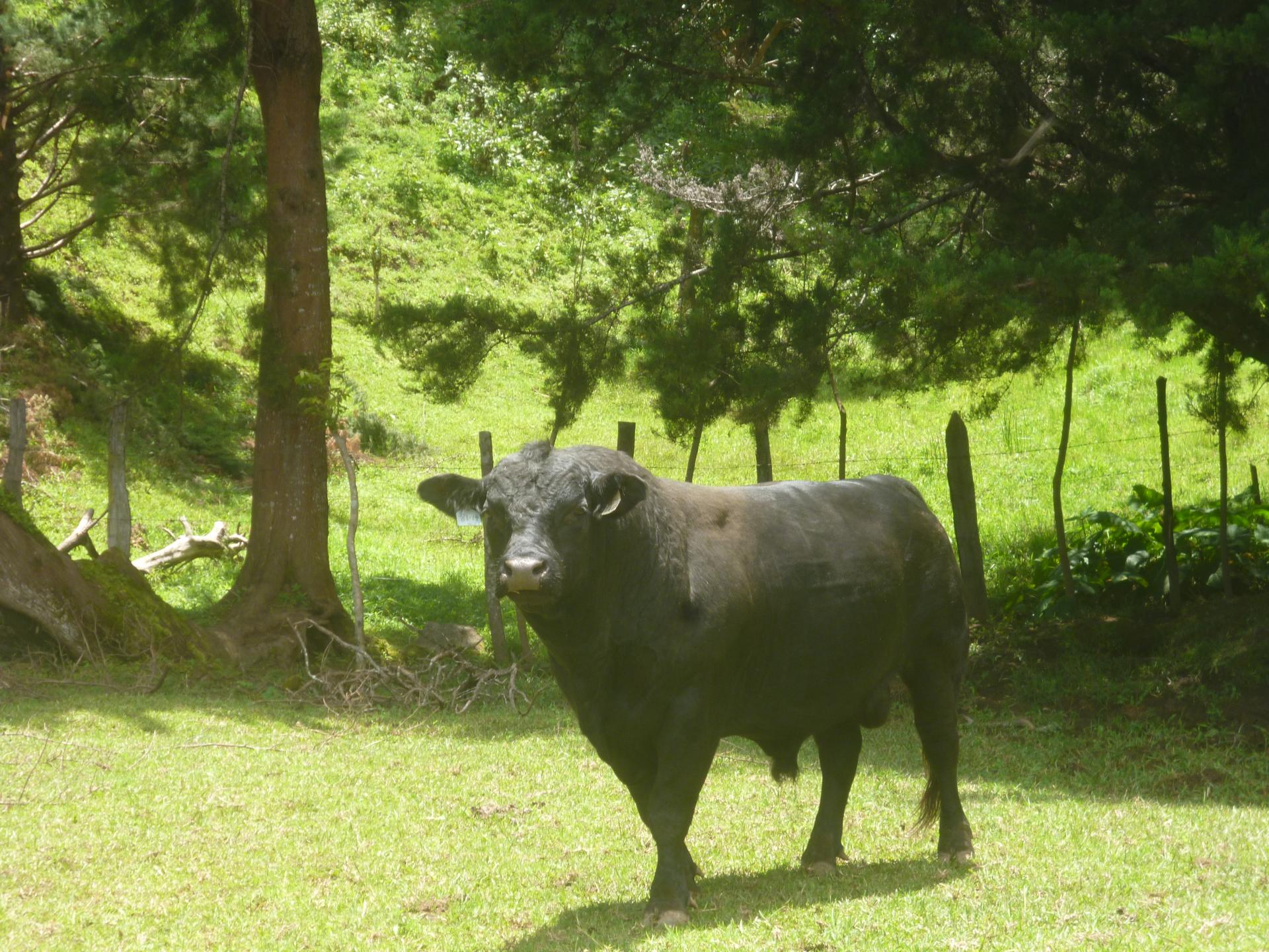 CHIRIQUI, DISTRITO DE TIERRAS ALTAS (HIGHLANDS DISTRICT), FARM LOCATED IN VOLCAN.