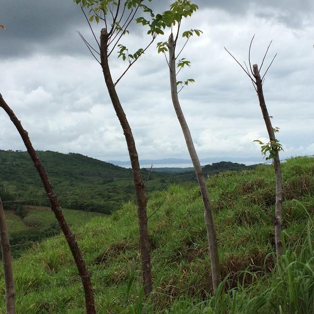 VERAGUAS SANTIAGO FINCA GANADERA CON VISTA AL MAR EN PONUGA